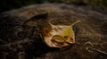 Gold wedding rings and yellow romantic autumn leaves. Wedding in rustic style Royalty Free Stock Photo