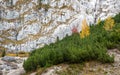 Beautiful Autumn yellow and green pine trees at the Italian Dolomiti mountains in Italy Royalty Free Stock Photo