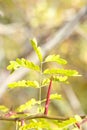 Beautiful autumn yellow leaves of acacia. Branch of acacia with leaves and thorns Royalty Free Stock Photo