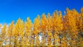 Beautiful autumn yellow trees and blue sky vivid colors nature plant and leaves fall