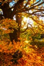 Beautiful, autumnal background with canopy of leaves and branches