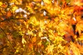 Beautiful autumnal background with maple tree leaves red yellow orange colors at sunny day in China Royalty Free Stock Photo