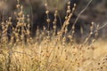 Beautiful Autumnal Background Wallpaper Meadow Field with Dry Tender Plants Flowers Grass Warm Earthy Tones. Cozy Fall Atmosphere