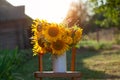 Beautiful autumnal bouquet of bright yellow sunflower flowers in white vase. Autumn still life with garden flowers Royalty Free Stock Photo