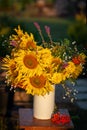 Beautiful autumnal bouquet of bright yellow sunflower flowers in white vase. Autumn still life with garden flowers Royalty Free Stock Photo