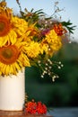 Beautiful autumnal bouquet of bright yellow sunflower flowers in white vase. Autumn still life with garden flowers Royalty Free Stock Photo