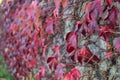 Beautiful autumnal dark red leaves of ivy hedera helix plant clinging and climbing on the wall, Dublin, Ireland. Red autumn leaves Royalty Free Stock Photo