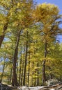 Beautiful autumnal foliage of larche  trees in alpine mountain Royalty Free Stock Photo