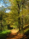 Beautiful autumnal forest landscape , Hyrcanian forest , Iran