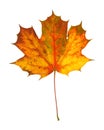 Beautiful autumnal maple leaf