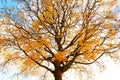 Beautiful, autumnal maple tree against the sky