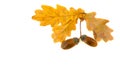 Beautiful autumnal oak leaves and acorn on white background with space for text. Oak Quercus robur. Commonly known: English oak Royalty Free Stock Photo