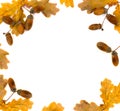 Beautiful autumnal oak leaves and acorn on white background with space for text. Oak Quercus robur. Commonly known: English oak, Royalty Free Stock Photo