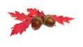 Beautiful autumnal oak leaves and acorn on white background with space for text. Quercus rubra, called northern red oak