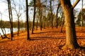 Beautiful Autumnal Park Royalty Free Stock Photo