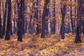 Beautiful Autumnal park. Beauty nature scene. Autumn landscape, Trees and Leaves, foggy forest Royalty Free Stock Photo