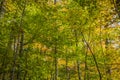 Beautiful autumnal park with golden trees Royalty Free Stock Photo