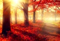 Beautiful autumnal park in sunlight Royalty Free Stock Photo