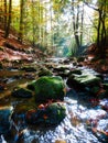 Beautiful autumnal photography of mountains stream in forest Royalty Free Stock Photo