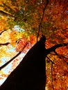 Beautiful autumnal photography of sunny beech forest Royalty Free Stock Photo