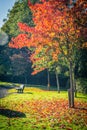 Beautiful, autumnal red Japanese maple tree canopy Royalty Free Stock Photo