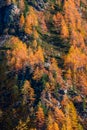 Beautiful autumnal trail with red leaves trees in Aosta Valley Italy Royalty Free Stock Photo