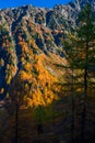 Beautiful autumnal trail with red leaves trees in Aosta Valley Italy Royalty Free Stock Photo