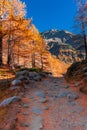 Beautiful autumnal trail with red leaves trees in Aosta Valley Italy Royalty Free Stock Photo