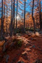 Beautiful autumnal trail with red leaves trees in Aosta Valley Italy Royalty Free Stock Photo