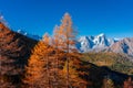 Beautiful autumnal trail with red leaves trees in Aosta Valley Italy Royalty Free Stock Photo