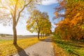 Beautiful avenue in autumn with sun shining through the colourful leaves of the trees Royalty Free Stock Photo