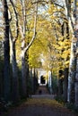 Beautiful avenue with large plane trees on the sides with colored leaves in the Boboli garden, in Florence. Royalty Free Stock Photo