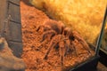 Beautiful Avicularia Minatrix spider tarantula in terarium