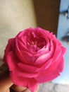 A beautiful awesome red rose flower