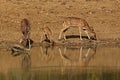 Beautiful axis deer in the nature habitat in India Royalty Free Stock Photo