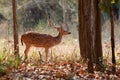 Beautiful axis deer in the nature habitat in India Royalty Free Stock Photo