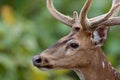 Beautiful axis deer in the nature habitat in India Royalty Free Stock Photo