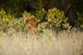 Beautiful axis deer from Sundarbans tiger reserve in India Royalty Free Stock Photo