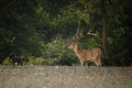 Beautiful axis deer from Sundarbans tiger reserve in India Royalty Free Stock Photo