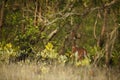 Beautiful axis deer from Sundarbans tiger reserve in India Royalty Free Stock Photo