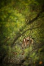 Beautiful axis deer from Sundarbans tiger reserve in India Royalty Free Stock Photo