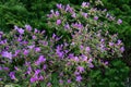 Beautiful azalea bush with purple flowers in the garden Royalty Free Stock Photo