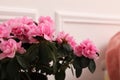 Beautiful azalea plant with pink flowers on blurred background, closeup. Space for text Royalty Free Stock Photo