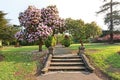 Beautiful azalea tree with old steps Royalty Free Stock Photo