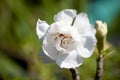 Beautiful of Azalea white flowers. Royalty Free Stock Photo