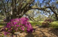 Beautiful azaleas flowers blooming under the oak tree  in the park. Royalty Free Stock Photo