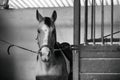 Beautiful Azteca horse in cross ties, black and white Royalty Free Stock Photo