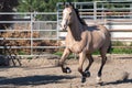 Beautiful azteca horse galloping in pen