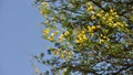 Beautiful babul flower or Vachellia nilotica on the branch.