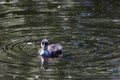 A beautiful baby American Coot bird swimming on a lake Royalty Free Stock Photo